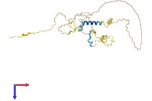 Myozenin 1 Protein (MYOZ1) (AA 1-296) (His tag)