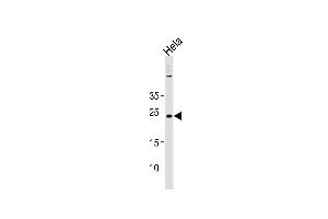 CNO Antibody (Center) (ABIN1881218 and ABIN2843415) western blot analysis in Hela cell line lysates (35 μg/lane). (BLOC1S4 抗体  (AA 114-143))