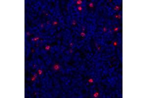 Immunofluorescence (IF) image for anti-Lymphocyte-Activation Gene 3 (LAG3) (AA 23-450) antibody (ABIN7455196) (Recombinant LAG3 抗体  (AA 23-450))