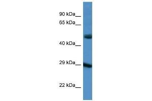 Western Blot showing GJD3 antibody used at a concentration of 1. (Gap Junction Protein, delta 3, 31.9kDa (GJD3) (C-Term) 抗体)