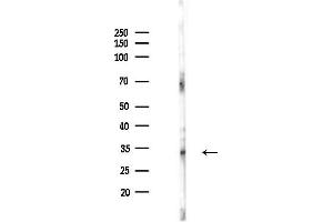 Western blot analysis of lysates from HepG2 cells(starvation,24h treatment), using CLEC1 Antibody at 1/1000 dilution.