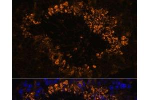 Immunofluorescence analysis of Mouse testis using OXCT2 Polyclonal Antibody at dilution of 1:100. (OXCT2 抗体)