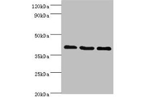 Western blot All lanes: GPRC5A antibody at 8 μg/mL Lane 1: Hela whole cell lysate Lane 2: HepG2 whole cell lysate Lane 3: MCF-7 whole cell lysate Secondary Goat polyclonal to rabbit IgG at 1/10000 dilution Predicted band size: 40 kDa Observed band size: 40 kDa