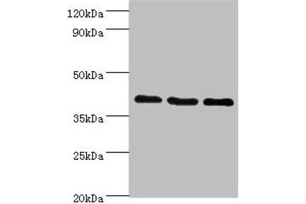 GPRC5A 抗体  (AA 258-357)