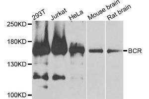 Western blot analysis of extracts of various cells, using BCR antibody. (BCR 抗体)