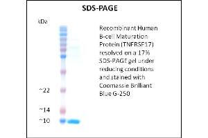 SDS-PAGE (SDS) image for Tumor Necrosis Factor Receptor Superfamily, Member 17 (TNFRSF17) (Active) protein (ABIN5509467) (BCMA 蛋白)
