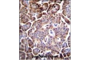 AQP12B Antibody (C-term) (ABIN655768 and ABIN2845208) immunohistochemistry analysis in formalin fixed and paraffin embedded human pancreas tissue followed by peroxidase conjugation of the secondary antibody and DAB staining. (Aquaporin 12B 抗体  (C-Term))