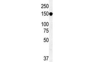 Western Blotting (WB) image for anti-ATP-Binding Cassette, Sub-Family C (CFTR/MRP), Member 10 (ABCC10) (AA 767-793) antibody (ABIN5647442)