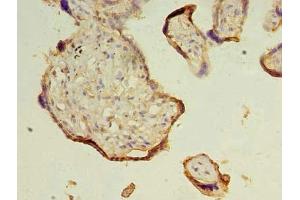 Immunohistochemistry of paraffin-embedded human placenta tissue using ABIN7172361 at dilution of 1:100 (TRAPPC3 抗体  (AA 1-180))