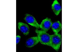 Immunofluorescent analysis of 4 % paraformaldehyde-fixed, 0. (FER 抗体)