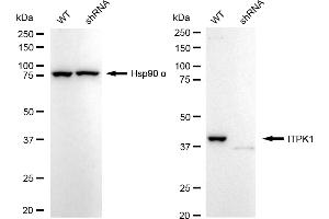 Western blotting analysis using ITPK1 antibody (ABIN7799044). (Recombinant ITPK1 抗体)