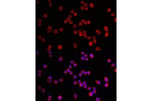 Immunofluorescence analysis of Neuro-2a cells using HRH3 Rabbit pAb (ABIN7267662) at dilution of 1:100 (40x lens). (HRH3 抗体  (AA 250-350))