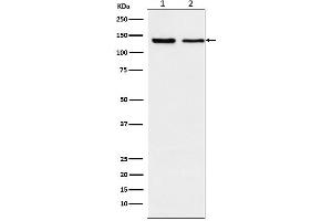 Western blot analysis of Exportin 5 expression in (1) K562 cell lysate, (2) NIH/3T3 cell lysate.