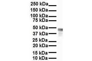 Western Blotting (WB) image for anti-Enolase 1 (ENO1) (Middle Region) antibody (ABIN2775758)