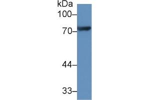 Western Blot; Sample: Rat Heart lysate; Primary Ab: 1µg/ml Rabbit Anti-Rat CX3CL1 Antibody Second Ab: 0. (CX3CL1 抗体  (AA 81-337))