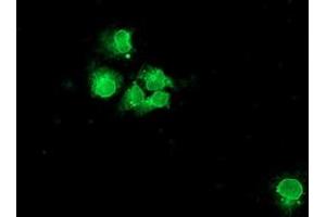 Anti-NPTN mouse monoclonal antibody (ABIN2455653) immunofluorescent staining of COS7 cells transiently transfected by pCMV6-ENTRY NPTN (RC210326). (NPTN 抗体)