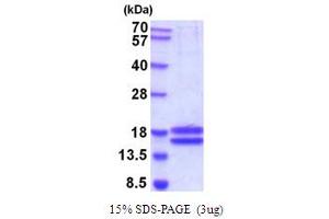 SDS-PAGE (SDS) image for Interleukin 17A (IL17A) (AA 24-155) (Active) protein (His tag) (ABIN7280965)