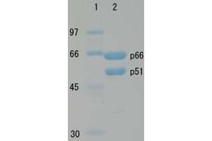 SDS-PAGE (SDS) image for HIV-1 Reverse Transcriptase (HIV1RT) (Active) protein (ABIN2452197) (HIV1RT 蛋白)