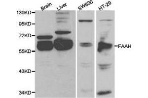 Western Blotting (WB) image for anti-Fatty Acid Amide Hydrolase (FAAH) antibody (ABIN1872632) (FAAH 抗体)