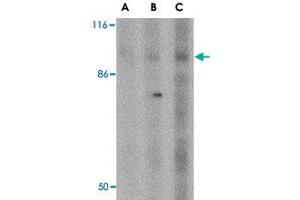 Western blot analysis of DISC1 in SK-N-SH cell lysate with DISC1 polyclonal antibody  at (A) 0. (DISC1 抗体  (Internal Region))