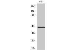 Western Blotting (WB) image for anti-Keratin 18 (KRT18) (C-Term) antibody (ABIN3184231) (Cytokeratin 18 抗体  (C-Term))