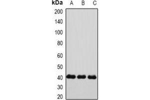 Western blot analysis of Connexin 40 expression in HepG2 (A), mouse heart (B), rat heart (C) whole cell lysates. (Cx40/GJA5 抗体)