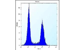 TM55B Antibody (C-term) (ABIN657095 and ABIN2846253) flow cytometric analysis of Ramos cells (right histogram) compared to a negative control cell (left histogram). (TMEM55B 抗体  (C-Term))