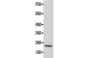Western Blotting (WB) image for anti-Cardiac Troponin C (TNNC1) (AA 1-18), (N-Term) antibody (ABIN3043055) (TNNC1 抗体  (N-Term))