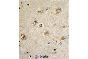 Formalin-fixed and paraffin-embedded human brain tissue reacted with CDCA3 Antibody (N-term), which was peroxidase-conjugated to the secondary antibody, followed by DAB staining. (CDCA3 抗体  (N-Term))