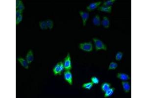 Immunofluorescent analysis of LO2 cells using ABIN7164073 at dilution of 1:100 and Alexa Fluor 488-congugated AffiniPure Goat Anti-Rabbit IgG(H+L) (PQLC3 抗体  (AA 118-170))