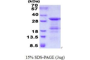 GINS Complex Subunit 4 (Sld5 Homolog) (GINS4) (AA 1-223) protein (His tag)