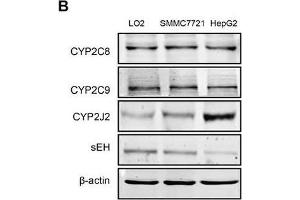 Hcy promoted EET secretion and CYP2J2 upregulation in HCC cellsIntracellular levels of 11,12- and 14,15-EET A. (CYP2C9 抗体)
