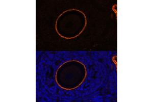 Immunofluorescence analysis of rat oophoroma cells using ZP3 antibody (ABIN6134464, ABIN6150536, ABIN6150538 and ABIN6217045) at dilution of 1:100. (Zona Pellucida Glycoprotein 3 抗体  (AA 250-350))