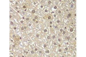 Immunohistochemistry of paraffin-embedded Mouse liver using MAD1L1 Polyclonal Antibody at dilution of 1:100 (40x lens). (MAD1L1 抗体)