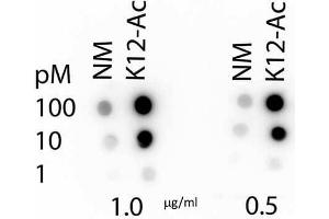 Dot Blot of Rabbit Histone H4 K12-Ac (RABBIT) Antibody.