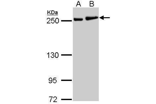Myosin 9 antibody  (N-Term)