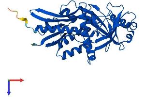 DDO Protein (AA 1-341) (His tag)