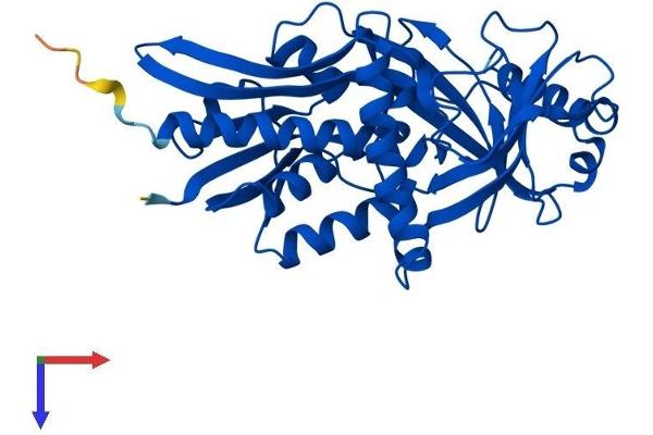 DDO Protein (AA 1-341) (His tag)