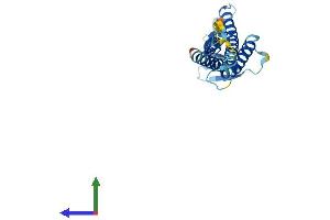 Protein Structure (PS) image for Claudin 1 (CLDN1) (AA 1-211) protein (His tag) (ABIN7553449)