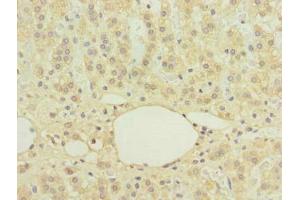 Immunohistochemistry of paraffin-embedded human adrenal gland tissue using ABIN7174747 at dilution of 1:100 (C16orf78 抗体  (AA 1-265))