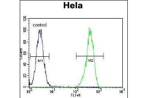 ENOA Antibody (N-term) (ABIN389406 and ABIN2839494) flow cytometric analysis of Hela cells (right histogram) compared to a negative control cell (left histogram). (ENO1 抗体  (N-Term))