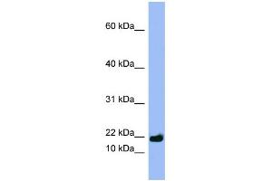 WB Suggested Anti-SPRR3 Antibody Titration:  0.