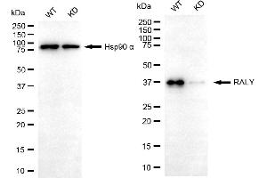 Western blotting analysis using RALY antibody (ABIN7800263). (Raly 抗体)