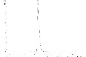 The purity of Cynomolgus/Rhesus macaque CD27 is greater than 95 % as determined by SEC-HPLC. (CD27 Protein (AA 20-191) (Fc Tag))