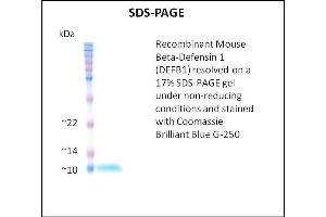 SDS-PAGE (SDS) image for Defensin, beta 1 (DEFB1) (Active) protein (ABIN5509413) (beta Defensin 1 蛋白)