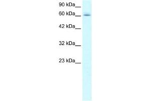 WB Suggested Anti-C14ORF169 Antibody Titration:  1. (C14orf169 + NO66 抗体  (N-Term))