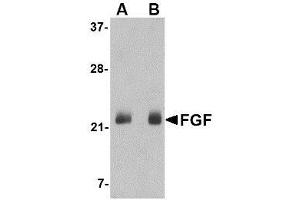 Western blot analysis of FGF4 in NIH 3T3 cell lysate with AP30336PU-N FGF4 antibody at (A) 0. (FGF4 抗体  (C-Term))