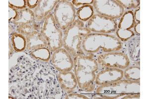 Immunoperoxidase of monoclonal antibody to COX6B1 on formalin-fixed paraffin-embedded human kidney. (COX6B1 抗体  (AA 1-86))