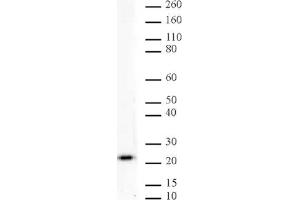 MAD2L1 mAb (Clone 17D10) tested by Western blot.