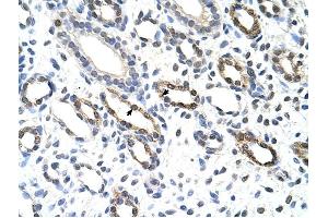 Immunohistochemistry (IHC) image for anti-KH Domain Containing, RNA Binding, Signal Transduction Associated 3 (KHDRBS3) (C-Term) antibody (ABIN633183)